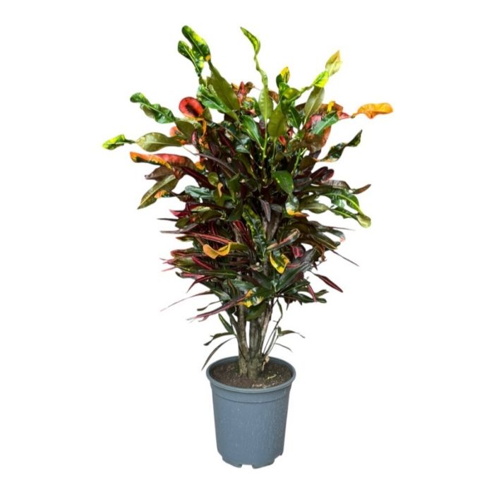 Kroton, Codiaeum var. Mammey