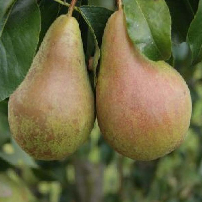Pæretræ 'Concorde', Pyrus communis, til haven eller frugthaven.