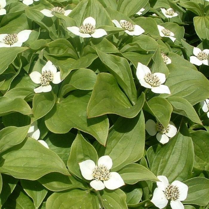 Canadisk Hønsebær, Cornus canadensis i potte