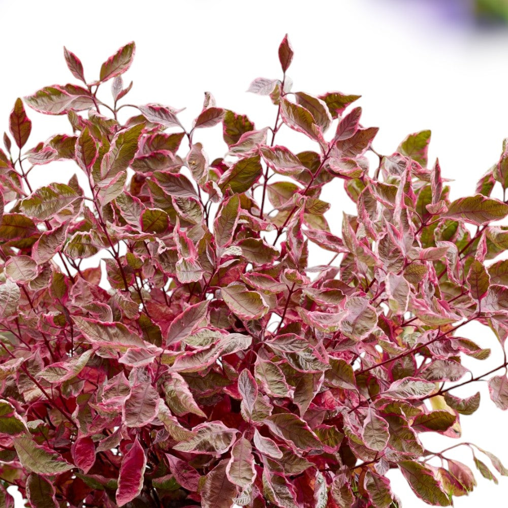 Kornel, Cornus Alba Miracle®, 5 L potte.