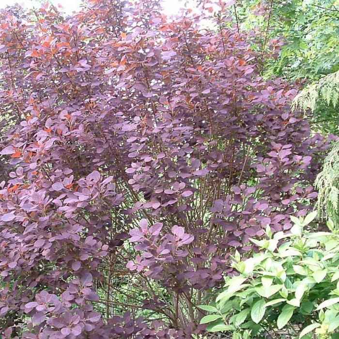 Parykbusk, Cotinus c. 'Royal Purple' - 5L potte