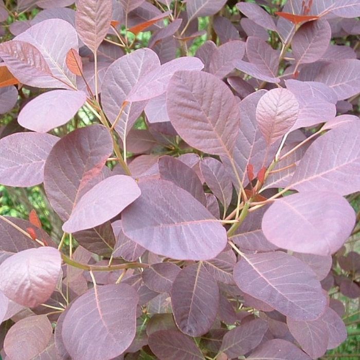 Parykbusk, Cotinus c. 'Royal Purple' - 5L potte