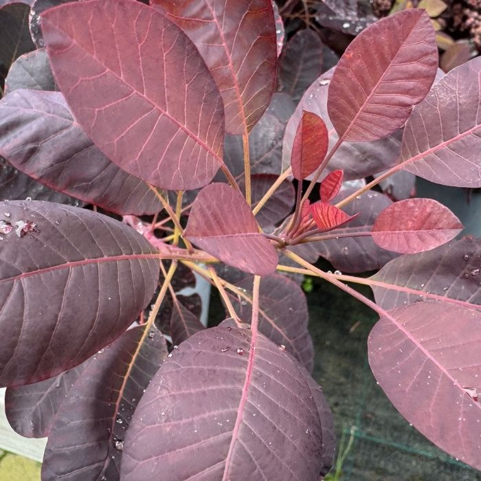 Parykbusk, Cotinus Cogg. ´Royal Purple´ - 5 L Potte