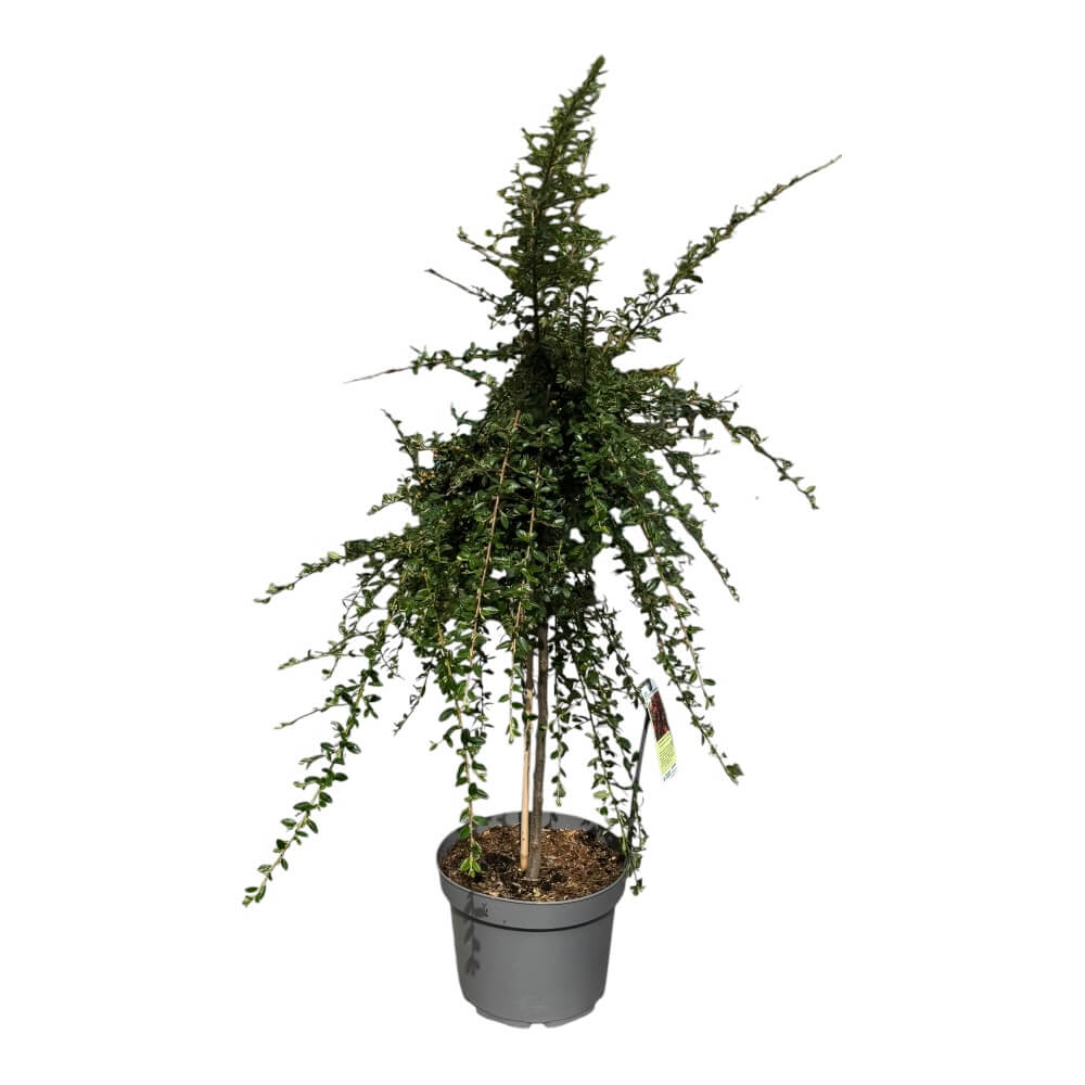 Dværgmispel, Cotoneaster Damm. Coral Beauty - 10 L Potte/60 cm stamme