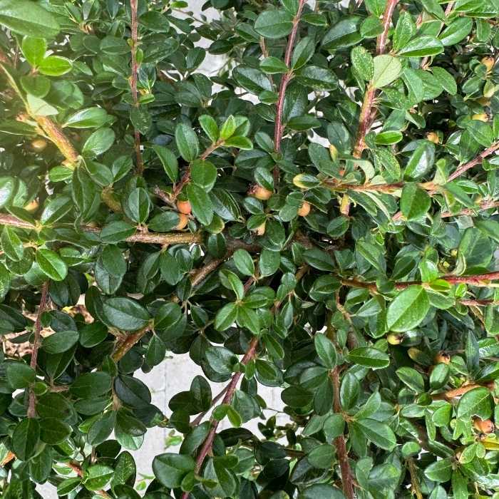 Dværgmispel, Cotoneaster dammeri 'Coral Beauty'