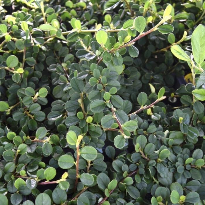 Dværgmispel, Cotoneaster dammeri 'Frieders Evergreen' - p 0,5