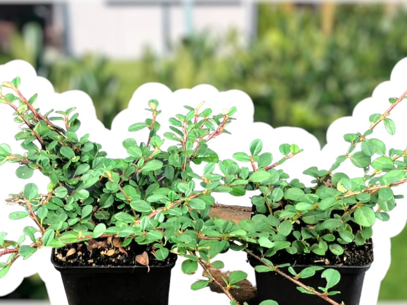 Cotoneaster Dammeri 'Frieders Evergreen' i 0,5 liter potte.