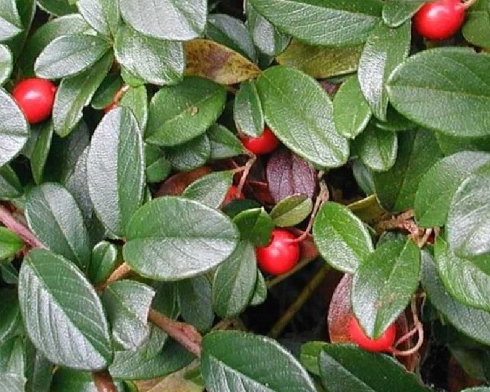 Cotoneaster Dammeri 'Radicans' - 0,5 liter potte med grønne blade.