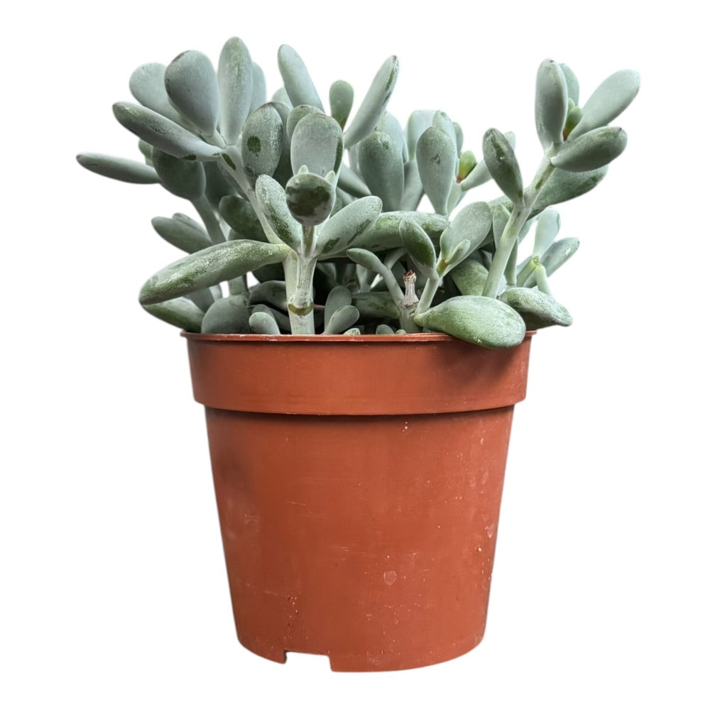 Cotyledon Orbiculata - 12 cm potte