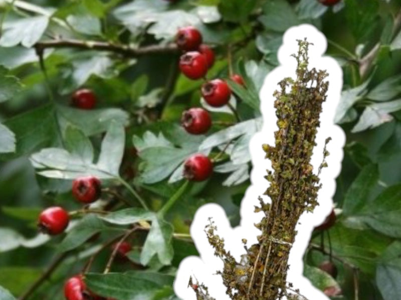 Crataegus Monogyna 60-100 cm, pakke med 10 stk.