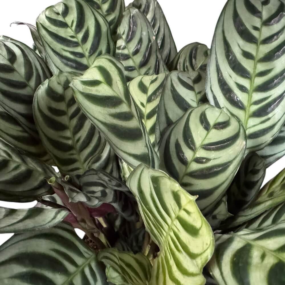 Fiskebensplante, Ctenanthe Burle Marxii