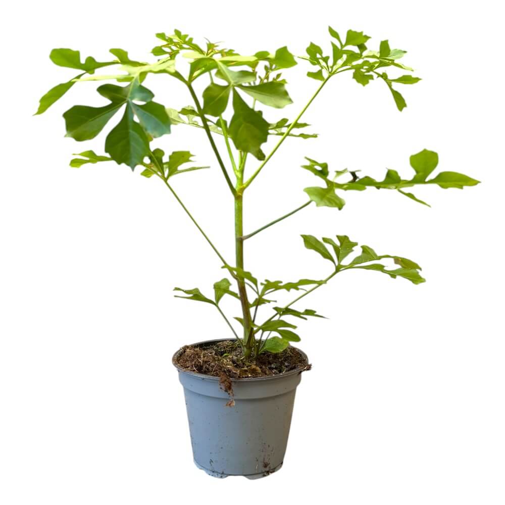Afrikansk Kåltræ, CUSSONIA SPICATA
