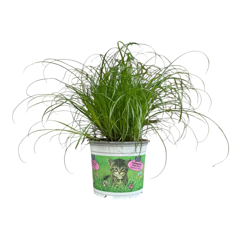Kattegræs, Cyperus alternifolius Zumula - 12 cm potte