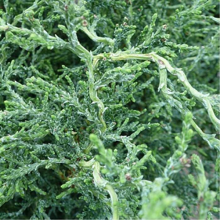 Cypres, Chamaecyparis o. 'Lycopodioides' - 2L potte