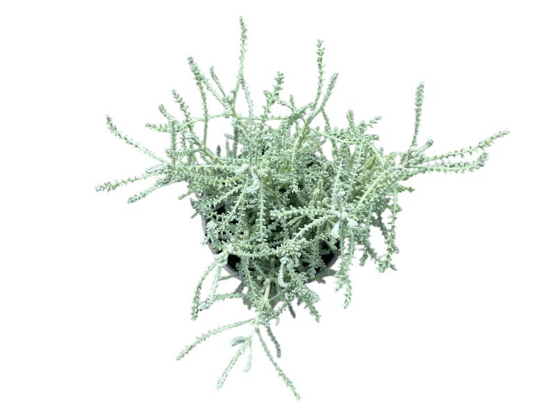 Cypresurt, Santolina chamaecyparissus i 12 cm potte.