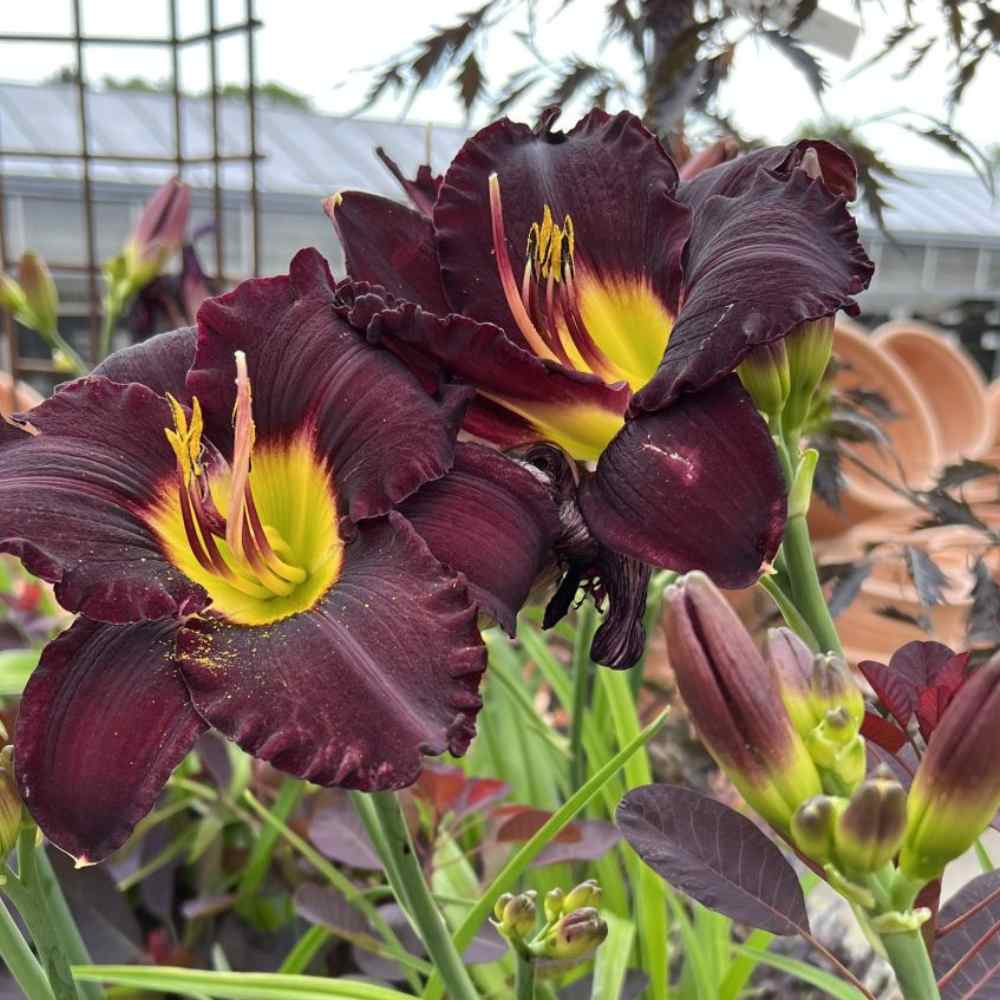 Dagslilje, HEMEROCALLIS ´Bela Lugosi´ - 2L potte