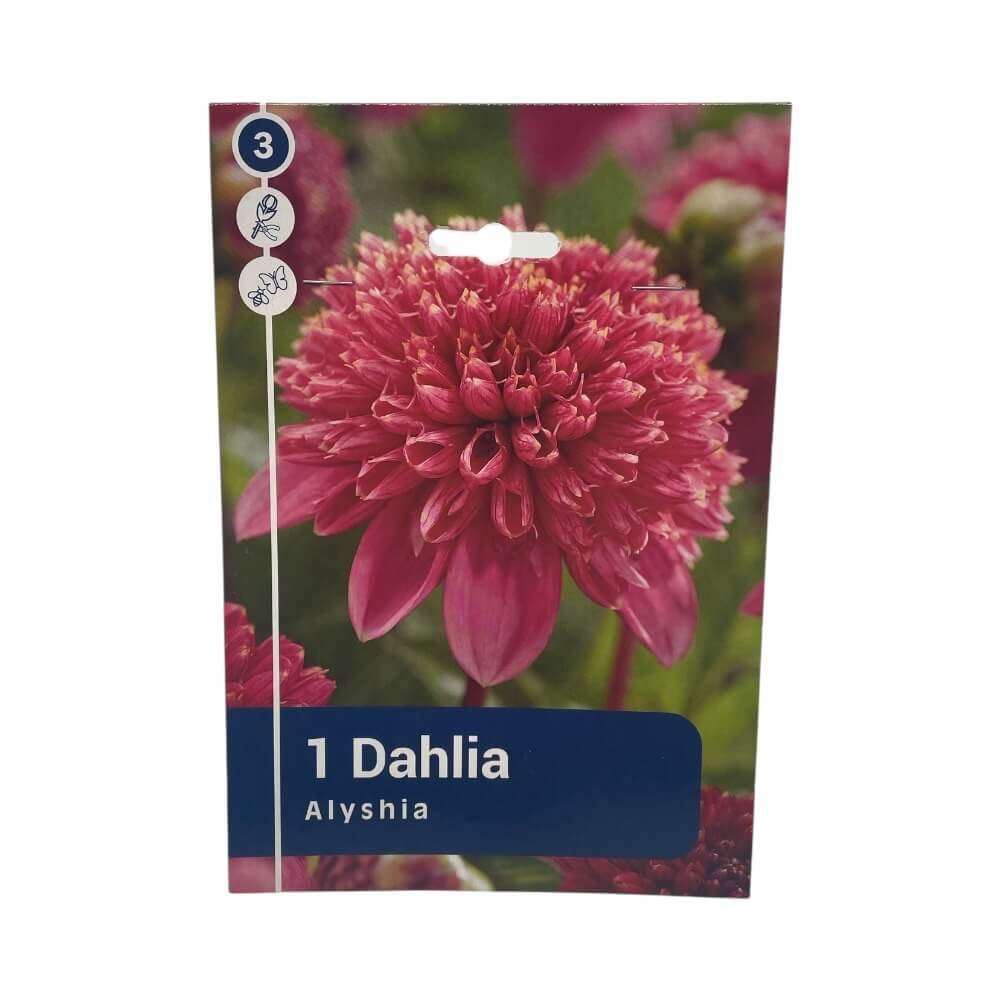 DAHLIA ALYSHIA