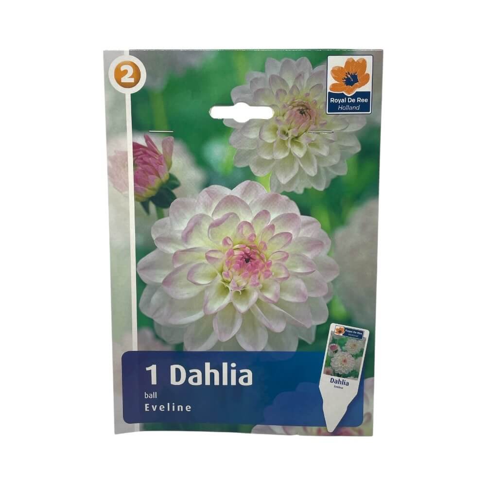 DAHLIA BAL.EVELINE I