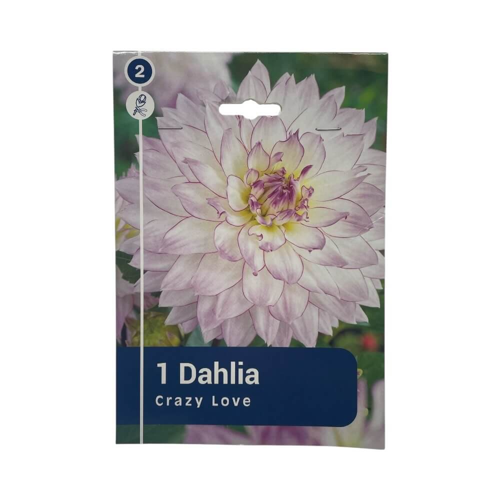 DAHLIA CAC.CRAZY LOVE I
