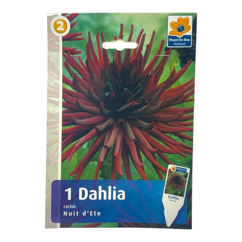 DAHLIA CAC.NUIT D'ETE I