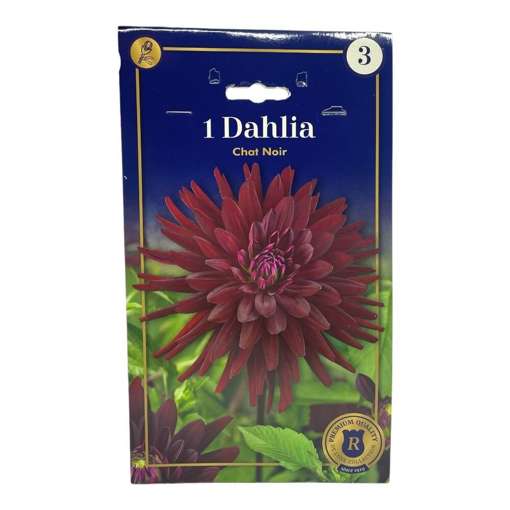 Dahlia 'Cact. Chat Noir' – 1 stk. knold