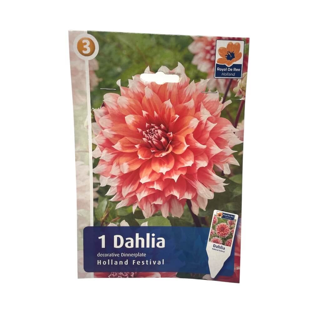 DAHLIA DEC.HOLLAND FESTIVAL I