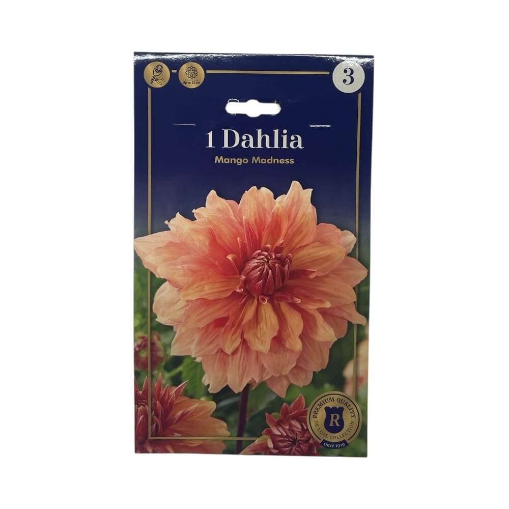 DAHLIA DEC.MANGO MADNESS