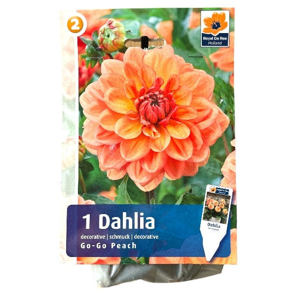 Dahlia Go Go Peach - dahliaknolde til haven.