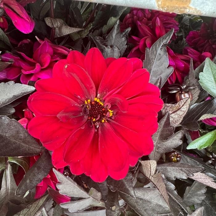 Storblomstret georgine, Dahlia h. 'Meena Aruna'