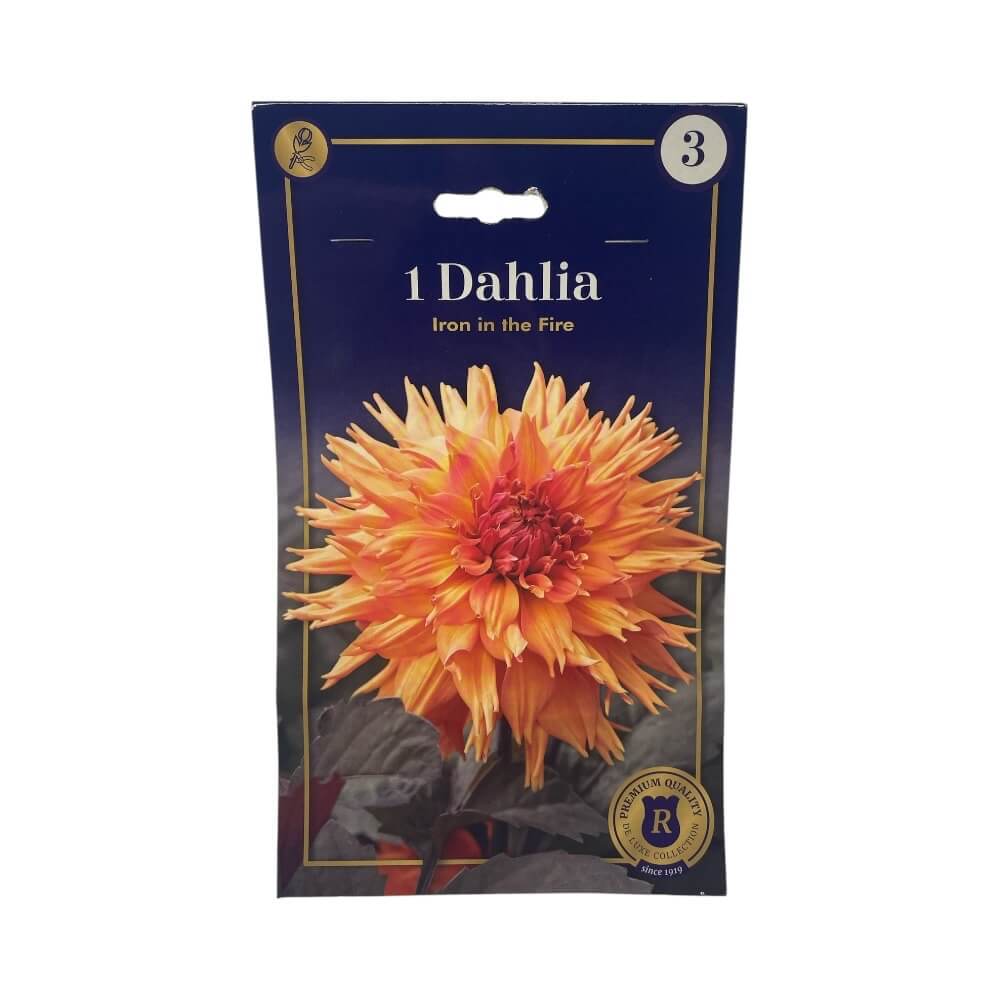 DAHLIA IRON IN THE FIRE