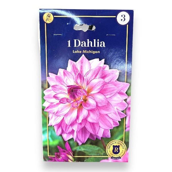 Dahlia knolde til plantning i haven, model Lake Michigan.