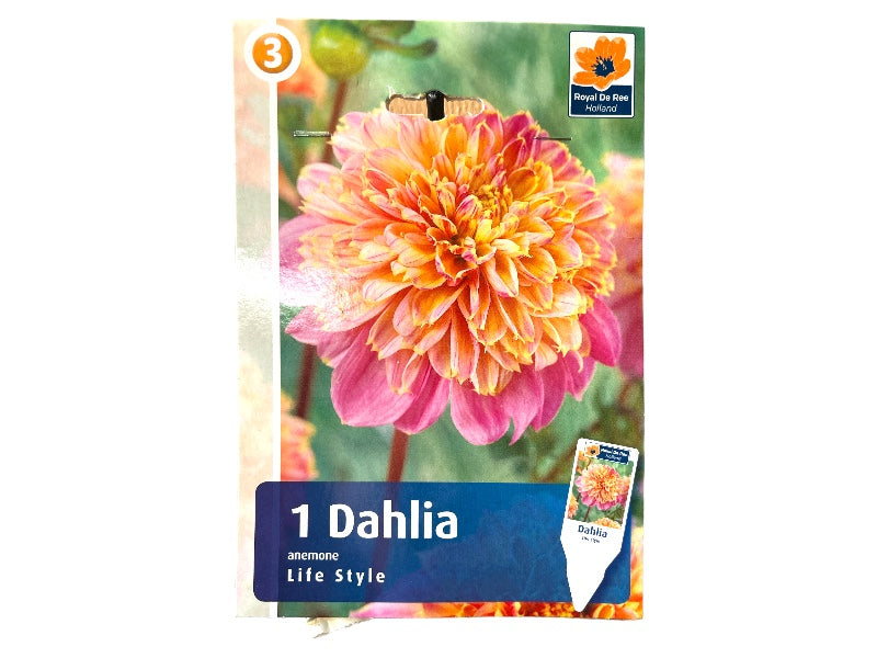 Dahlia Anem. Life Style - dahliaknolde til haven.