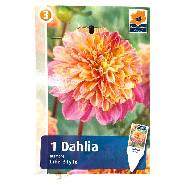 Dahlia Anem. Life Style - dahliaknolde til haven.