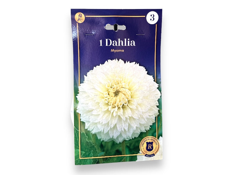 Dahlia Fubuki Myama knolde til haveplantning.