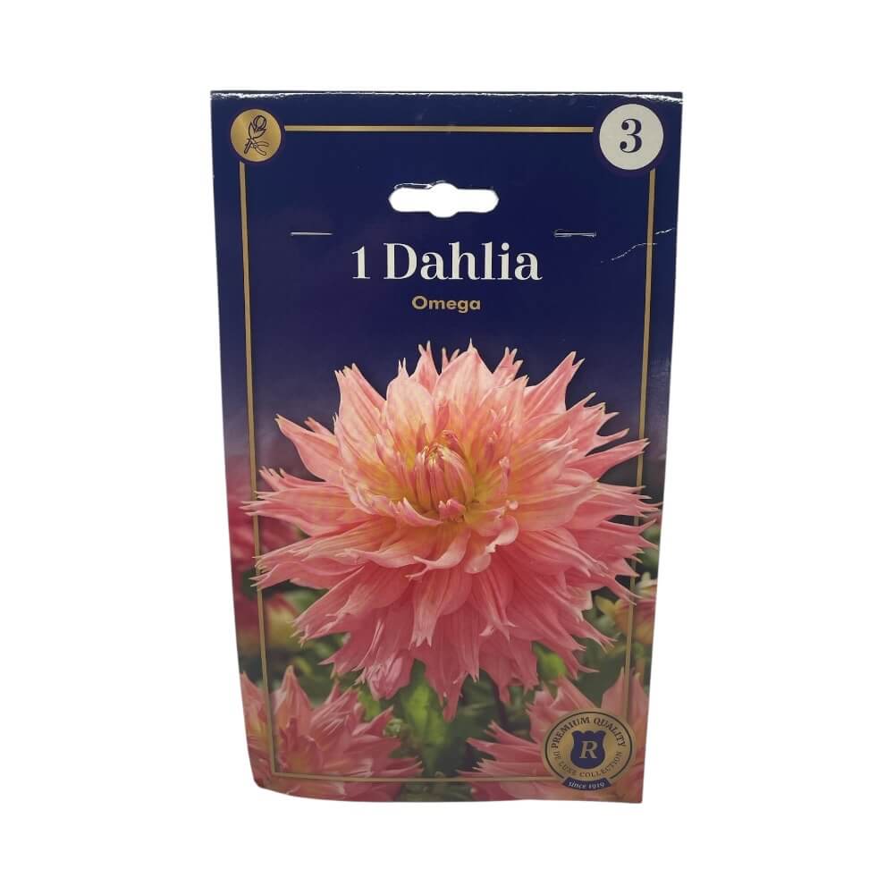 DAHLIA OMEGA