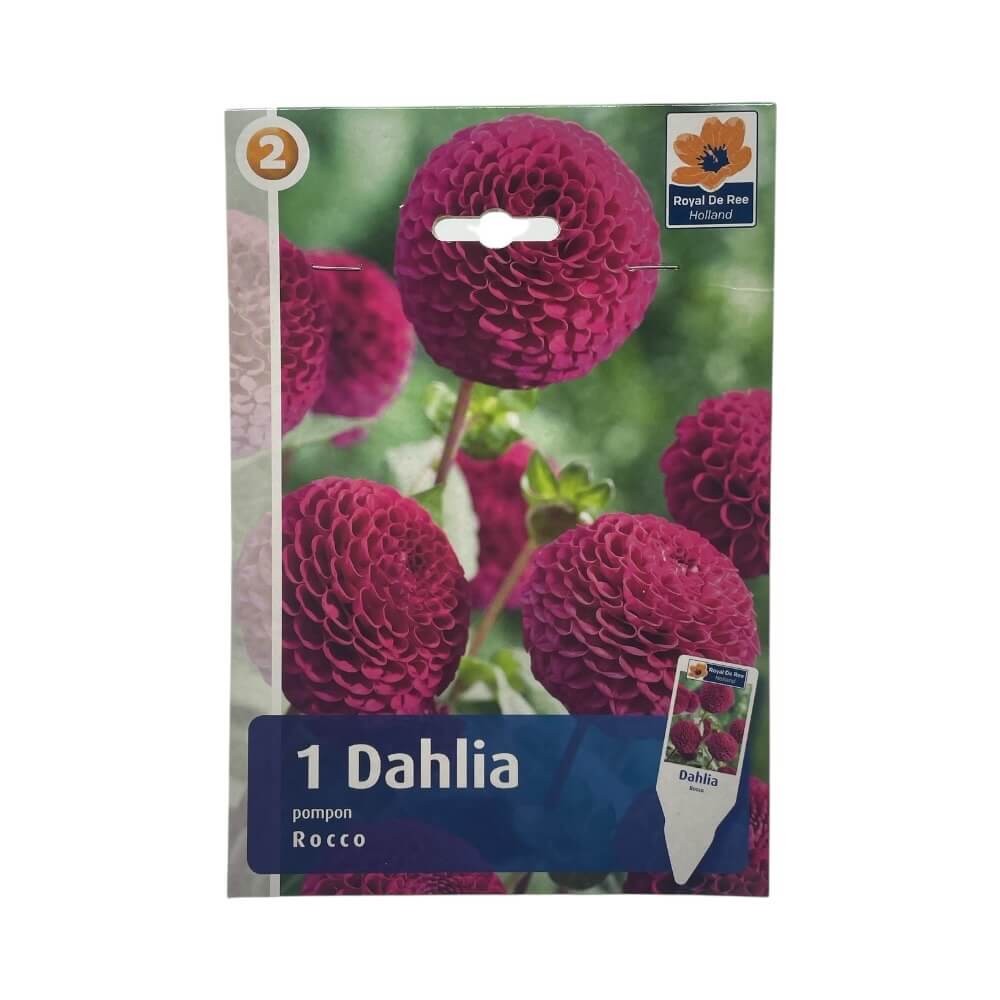 DAHLIA POM.ROCCO I