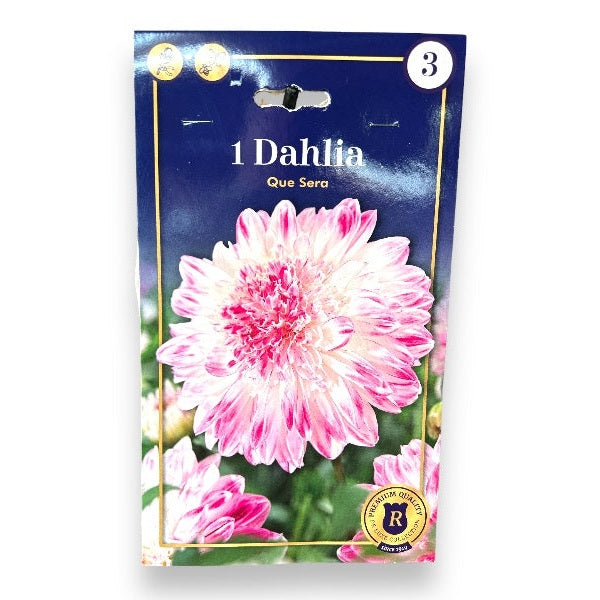 Dahlia Anem. Que Sera dahliaknolde til haven.