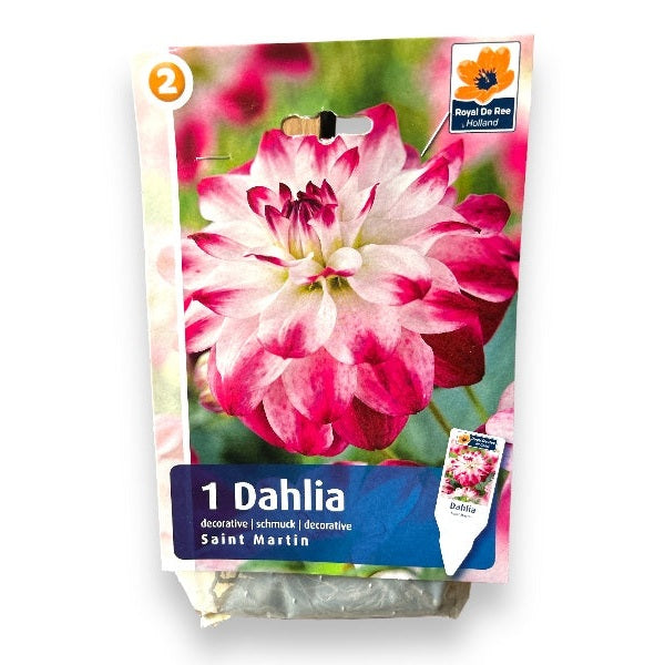 Dahlia Dec. Saint Martin - dahliaknolde til haven.