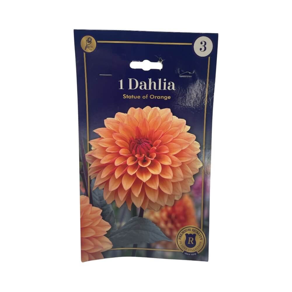 DAHLIA STATUE OF ORANGE
