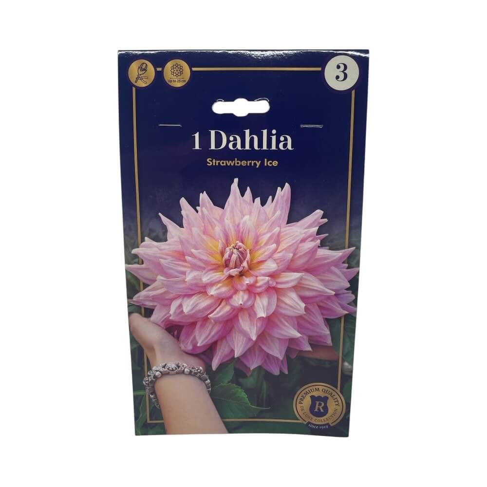 DAHLIA STRAWBERRY ICE