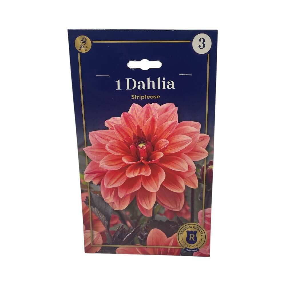 Dahlia 'Striptease'