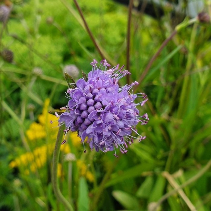 Djævelsbid, SUCCISA pratensis - 1 L Potte