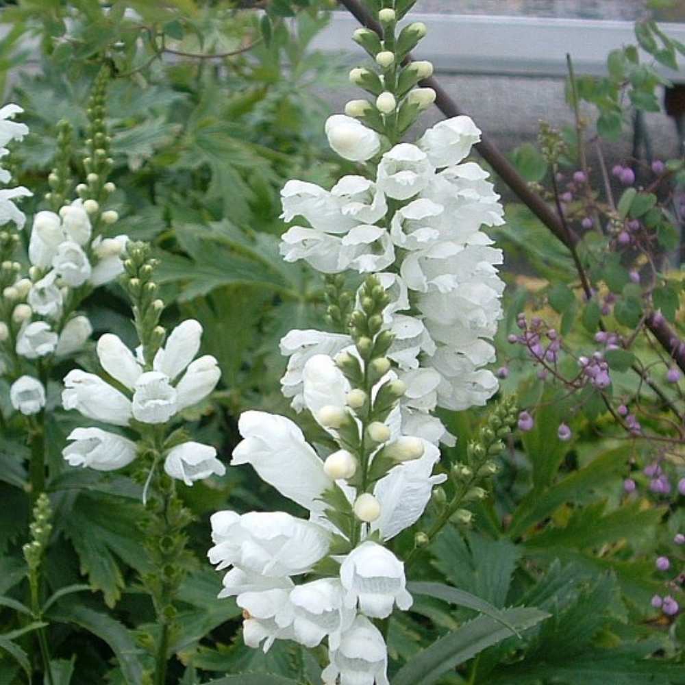 Drejblomst, PHYSOSTEGIA virginiana 'Summer Snow' - 1 L Potte