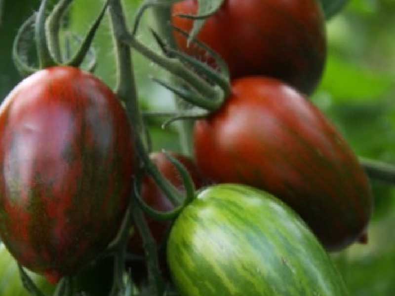 Toftegaard tomatplante – Drk 946, god til haven.