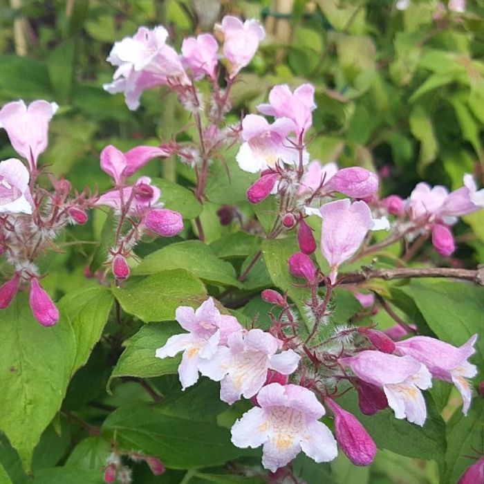 Dronningebusk, Kolkwitzia amabilis 'Pink Cloud'