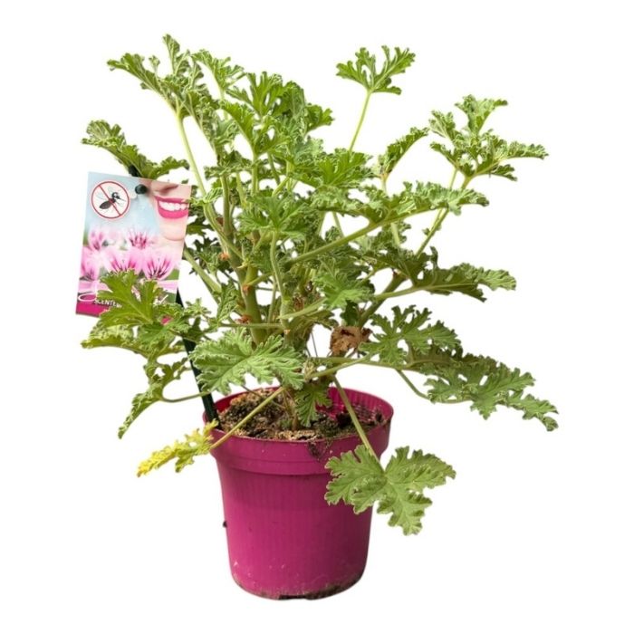 Duft pelargonie, Pelargonium grav. 'Isko Lemon' - 12 cm potte