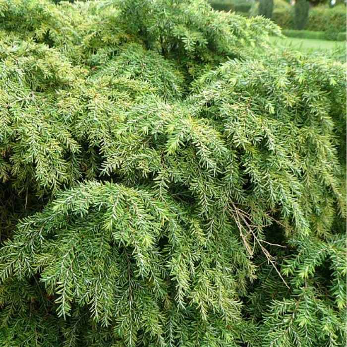 Dværg Hemlock, Tsuga can. 'Jeddeloh', 5L potte - 30-35cm