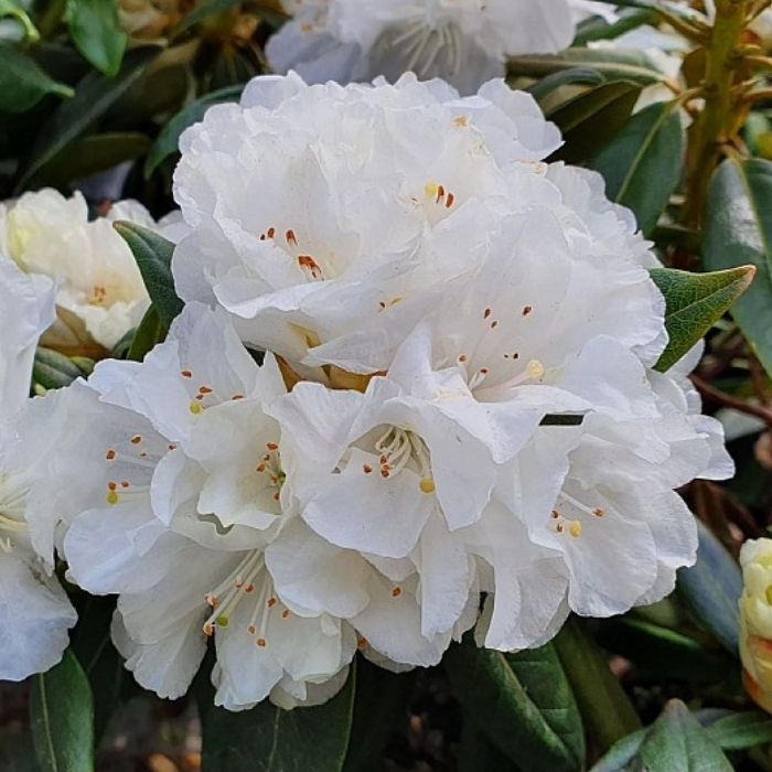 Dværg Rhododendron 'Dora Amateis' – Kompakt skønhed til surbundsbedet