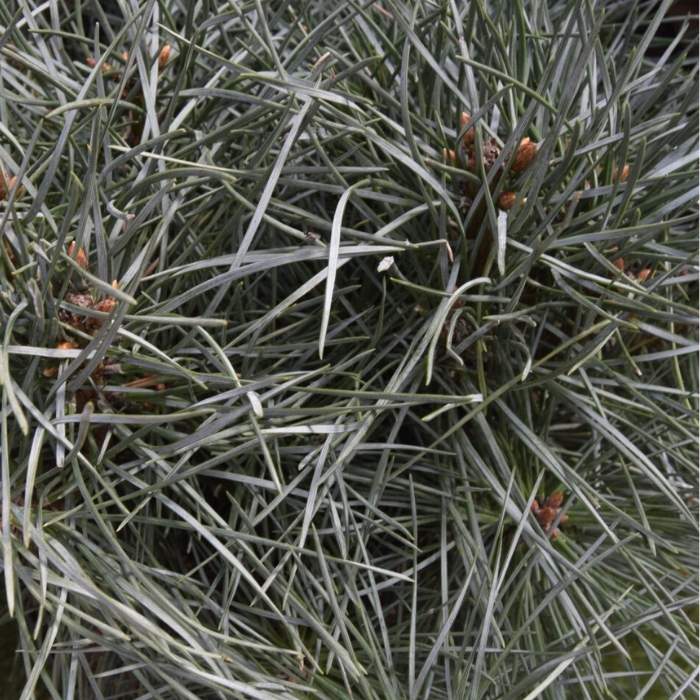 Dværg skovfyr, Pinus sylv. 'Chantry Blue' i 10L potte - 40-50cm