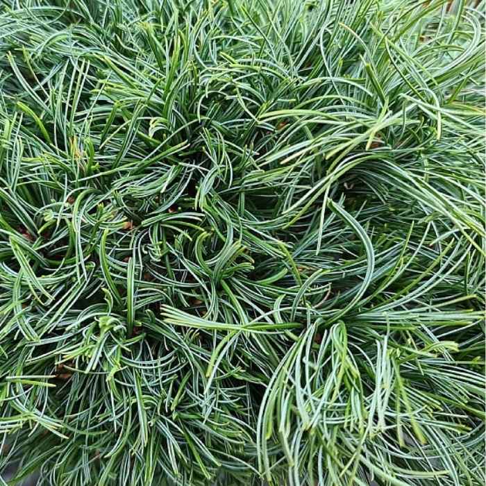 Pinus strobus 'Green Twist' C.2.0